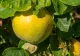 Ce să pui la rădăcina pomilor fructiferi, toamna. Sfaturi utile de îngrijire pentru a te bucura primăvara de un rod bogat