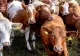 Medicamentele pentru animale se vor putea lua doar cu REȚETĂ. Ce a dus la această decizie radicală luată de autorități
