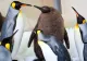 Puiul de pinguin, vedetă în online. Pesto este de două ori mai mare decât părinții săi