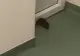 Șobolan printre pacienți, în salonul unui spital din Timiș. Zilele trecute, un alt spital a fost invadat de LILIECI - VIDEO