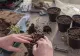 De ce trebuie toamna să schimbi pământul la plante. Metode de transplantare