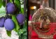 Ce beneficii are țuica de prune, CONSUMATĂ CU MODERAȚIE. Pentru ce afecțiuni o foloseau, pe vremuri, oamenii de la țară