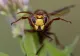 Caz șocant în România! Un bărbat de 49 de ani a murit după ce a fost înțepat în cap de o insectă
