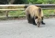 SCANDAL la botul ursului. Un bărbat cu un copil în brațe a fost amendat pe Trasfăgărășan, după ce a încerca să se fotografieze cu animalul  - VIDEO