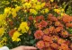 Crizantemele sunt florile toamnei. Cum să ai grijă de ele și la ce temperaturi rezistă