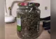 Descoperire halucinantă în grădina unei bătrâne: plante de marijuana, ascunse printre roșii și castraveți