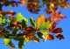 Prognoză meteo, România, 20 octombrie 2024: vreme frumoasă, dar rece