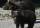 Alertă de urși în marile orașe din România: oamenii sunt terifiați. Unde au fost văzute animalele sălbatice 