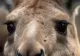 Un animal originar din Australia a fost găsit într-o gospodărie din Iași. Polițiștii au rămas uimiți