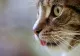 Fructul adorat de pisici! Orice felină va fi fericită după ce îl consumă și trebuie să fie nelipsit din case