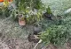 Cannabis printre dovleci și porumb. Mascații au adunat recolta – FOTO