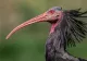O pasăre străveche se întoarce pe cer. Această specie aproape dispăruse