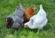 Câte păsări și animale ai voie să crești în curte, de fapt. Ce amendă riscă cine nu respectă legea