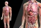 Ce alimente stimulează metabolismul? Iată cheia pentru o sănătate optimă