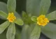 Planta care nu trebuie aruncată! Este plină de antioxidanți și era folosită de daci ca remediu vindecător