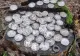 Tezaur antic descoperit într-o pădure din Botoșani. Doi norocoși au găsit 60 de monede vechi de aproximativ 2.300 – 2.400 de ani FOTO