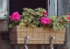 Când trebuie tăiate mușcatele și de ce. La ce temperaturi trebuie ținute pe perioada iernii. Sfaturi utile de îngrijire a acestor flori