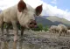 Maria și Lucia au avut parte de un sfârșit crunt. Au fost ucise și date de mâncare la porci