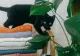 Plante de apartament periculoase pentru animalele de companie. Trebuie să scapi de ele dacă ai pisici sau câini în casă
