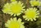 Miracolul naturii în munții României: O plantă de peste 60.000 de ani, posibil cel mai vechi organism viu de pe Terra, a fost descoperită în Carpații Orientali