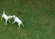 Operațiunea JUPITER. 7 persoane puse sub control judiciar pentru LUPTE cu câini periculoşi, în Cluj