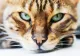 Adevărul despre vârsta pisicilor: când sunt considerate bătrâne îndrăgitele feline