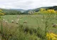 Animalul care începe să dispară din gospodăriile românilor. În trecut fiecare familie avea cel puțin un exemplar