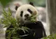 Diplomația, dusă la un alt nivel. O pereche drăgălașă de panda, trimisă de China la Washington. Călătoria uimitoare a celor două VIP-uri
