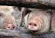 Două focare de pestă porcină în România: Zeci de porci au fost sacrificaţi - Precizările DSVSA