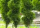 Cum să o îngrijești tuia, în mod corect. Sfaturi pentru a avea arbori ornamentali sănătoși și rezistenți, care nu se usucă