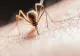 Numărul infecțiilor cu virusul West Nile este în creștere în București și nu numai. Oamenii nu dezvoltă imunitate