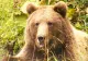  Prezenţa unui urs, semnalată pe Valea Avrigului. A fost emis RO-Alert!