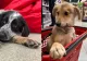 Târg de adopții azi, în București. Toți câinii sunt sociabili și sănătoși și își așteptă stăpânii. Unde are loc evenimentul 