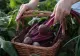 Beneficiile consumului de sfeclă roșie. De ce recomandă nutriționiștii să o incluzi în dieta ta