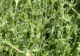 Planta cu cel mai puternic efect antiviral. Benefică în cazul afecțiunilor la plămâni. Te scapă de tuse și ține gripa la distanță 
