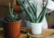 Cum se îngrijește corect Aloe Vera. Secretul care ajută să nu-i putrezească rădăcinile