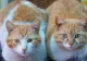 Tot mai multe animale de companie sunt otrăvite cu droguri periculoase