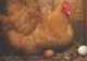 Ingredientul  secret folosit de fermieri pentru a ajuta găinile să facă mai multe ouă. Se găsește peste tot și costă doar un leu