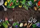 Acestea sunt cele mai toxice flori din grădină. Dacă le plantezi pe lângă legume, îți vor distruge toată recolta