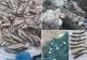 Captură uriașă de specii rare de pește, confiscată de polițiști