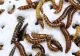 O descoperire promițătoare: Cel mai sărac continent ar putea contribui la reducerea poluării cu plastic. Unde se află insecta devoratoare