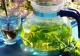 Ceaiul care conferă energie. Conține o singură plantă care crește în toate grădinile. O poți cultiva și în ghiveci și este supranumită "Energia Verde"
