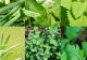 Plantele aromatice pe care TREBUIE sa le ai în ghivece, inclusiv iarna. Iată de ce