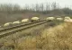 Zeci de oi, spulberate de un tren pe ruta Iași-Timișoara. Traficul feroviar, întrerupt temporar - VIDEO