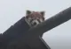 Un pui de panda ROȘU a murit din cauza artificiilor! Specie pe cale de dispariție