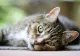Ce înseamnă când pisica te mușcă. Ce mesaje îți transmite felina. Ce trebuie să știi, conform veterinarilor