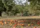 Cum trebuie să faci fertilizarea de toamnă a pomilor fructiferi. Ce spun  specialiștii