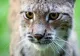 Apariție uluitoare pe străzile Lugojului. Un pui de râs a fost filmat de un trecător: animalul pare rănit VIDEO