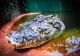 El este Cassius, cel mai mare crocodil din lume. Crește încontinuu și specialiștii spun că ar avea peste 120 de ani