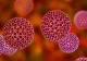 Focar de norovirus într-o școală din Brașov! De la ce s-au infectat copiii